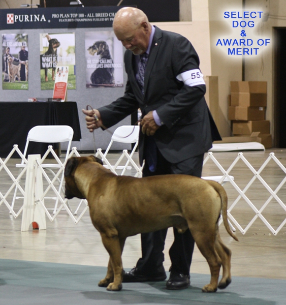 GCH RIDGETOP'S FROM RUSSIA WITH LOVE